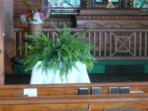 2011 Church ferns
